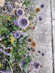 Echinops bannaticus