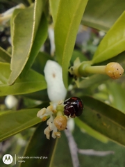 Chilocorus bipustulatus