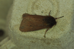 Phragmatobia assimilans