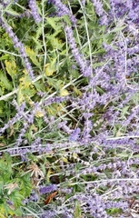 Salvia yangii