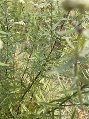Pycnanthemum verticillatum