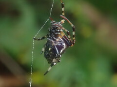 Verrucosa