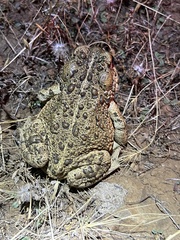 Anaxyrus boreas halophilus