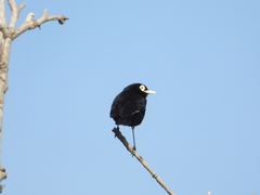 Hymenops perspicillatus