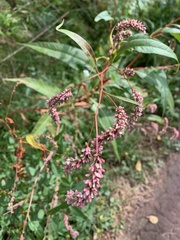 Persicaria glabra
