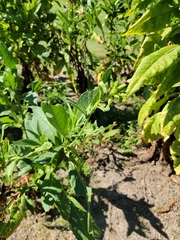Nicotiana tabacum