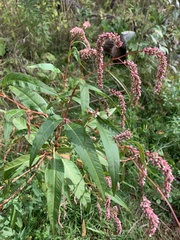 Persicaria glabra