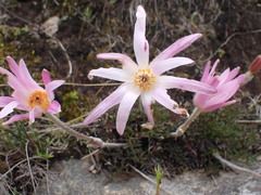 Knowltonia tenuifolia