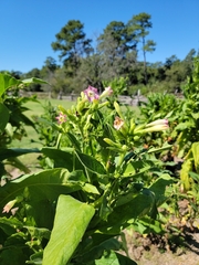 Nicotiana tabacum