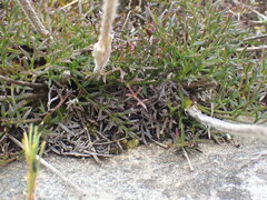 Knowltonia tenuifolia