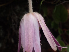 Knowltonia tenuifolia