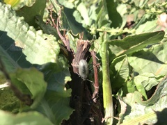 Bothrotes canaliculatus