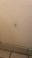 Pholcus phalangioides