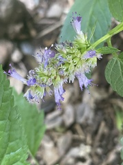 Agastache
