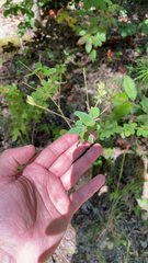 Lespedeza hirta
