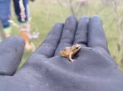 Pristimantis unistrigatus
