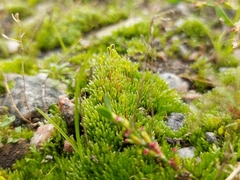 Bryum