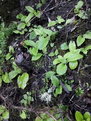 Microchilus