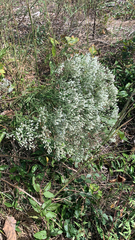 Eupatorium hyssopifolium