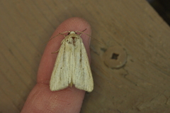 Mythimna oxygala
