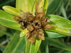 Gentiana cruciata cruciata