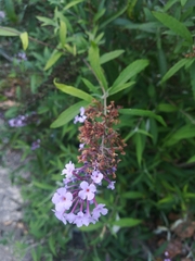 Buddleja davidii