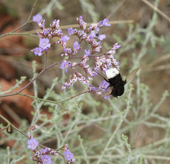 Limonium meyeri