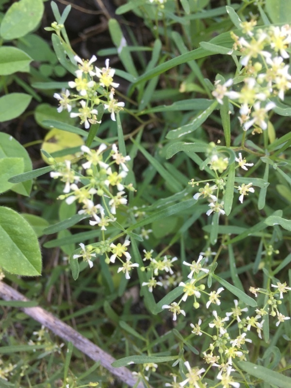 Lobularia canariensis intermedia