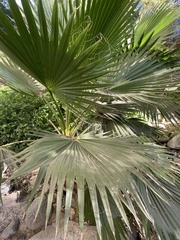 Washingtonia robusta
