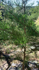 Pinus virginiana