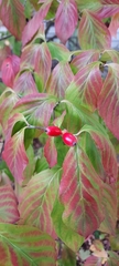 Cornus officinalis