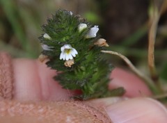 Euphrasia frigida