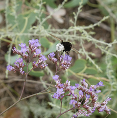 Limonium meyeri