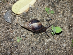 Lissachatina fulica