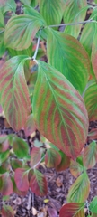 Cornus officinalis
