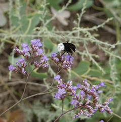 Limonium meyeri