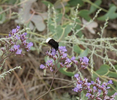 Limonium scoparium, photograph 6