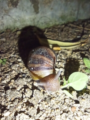Lissachatina fulica