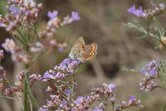 Limonium meyeri