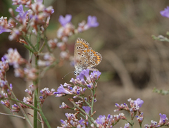 Limonium meyeri