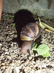 Lissachatina fulica