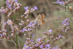 Limonium meyeri