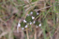 Euphrasia frigida