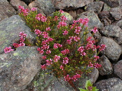 Phyllodoce empetriformis