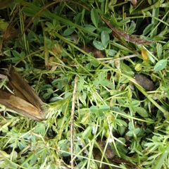 Trifolium monanthum grantianum