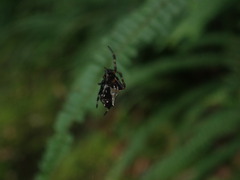 Verrucosa