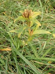 Gentiana cruciata cruciata