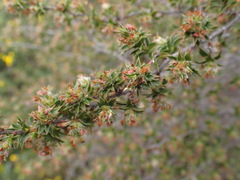 Cliffortia ruscifolia