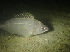 Spondyliosoma cantharus