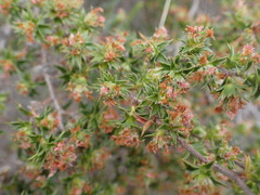 Cliffortia ruscifolia